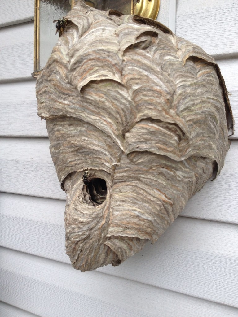 Bald-faced hornet nest affordably removed in Cumming GA